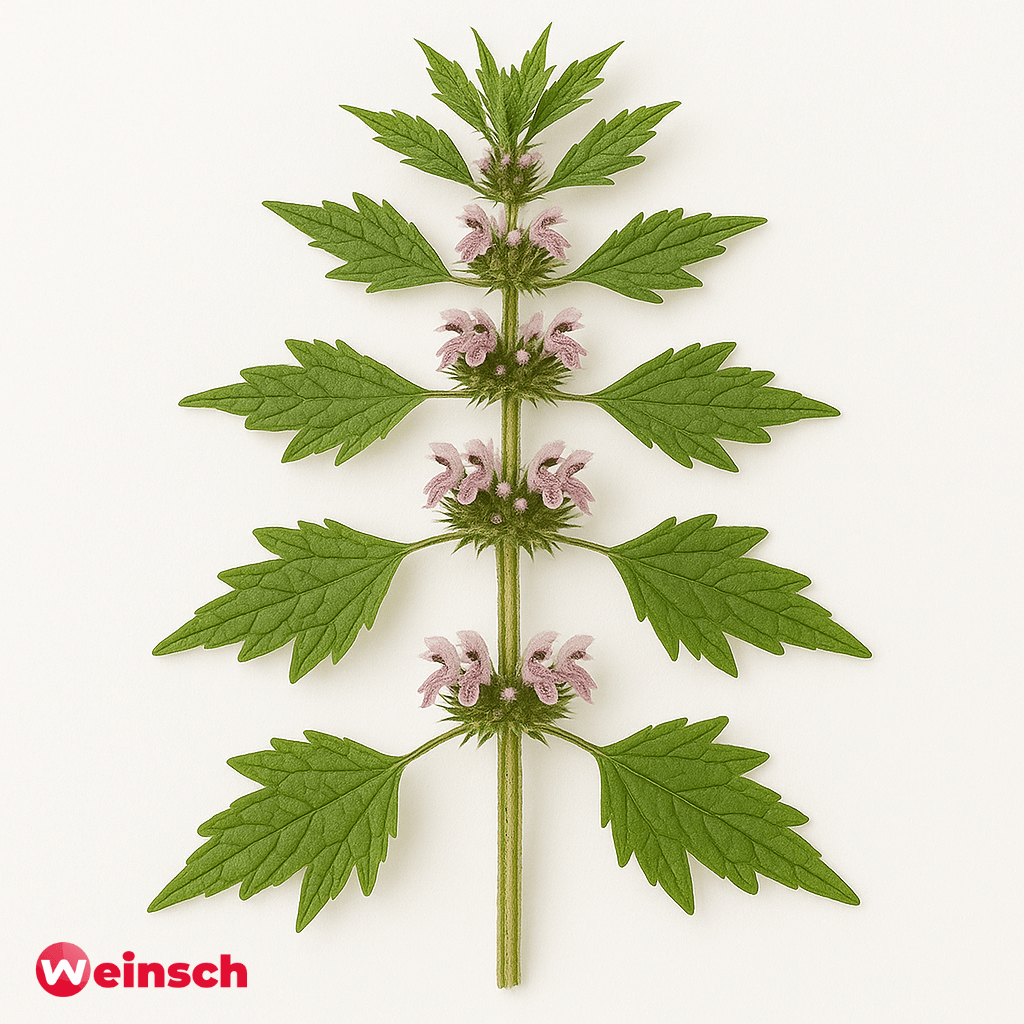 Yi Mu Cao - Chinees Moederkruid - Herba Leonuri