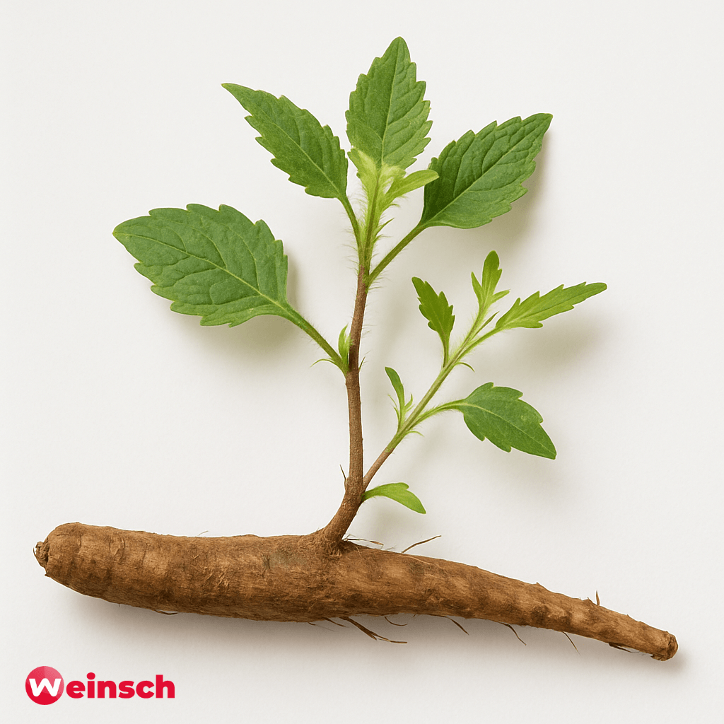 Chuan Niu Xi-Cyathula-wortel-Radix Cyathulae