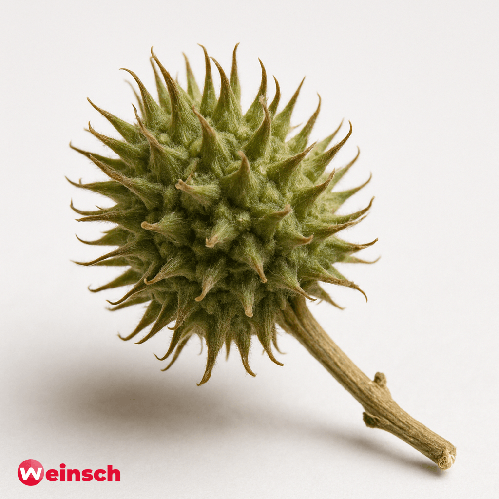 Cang Er Zi - Kamillevrucht - Fructus Xanthii