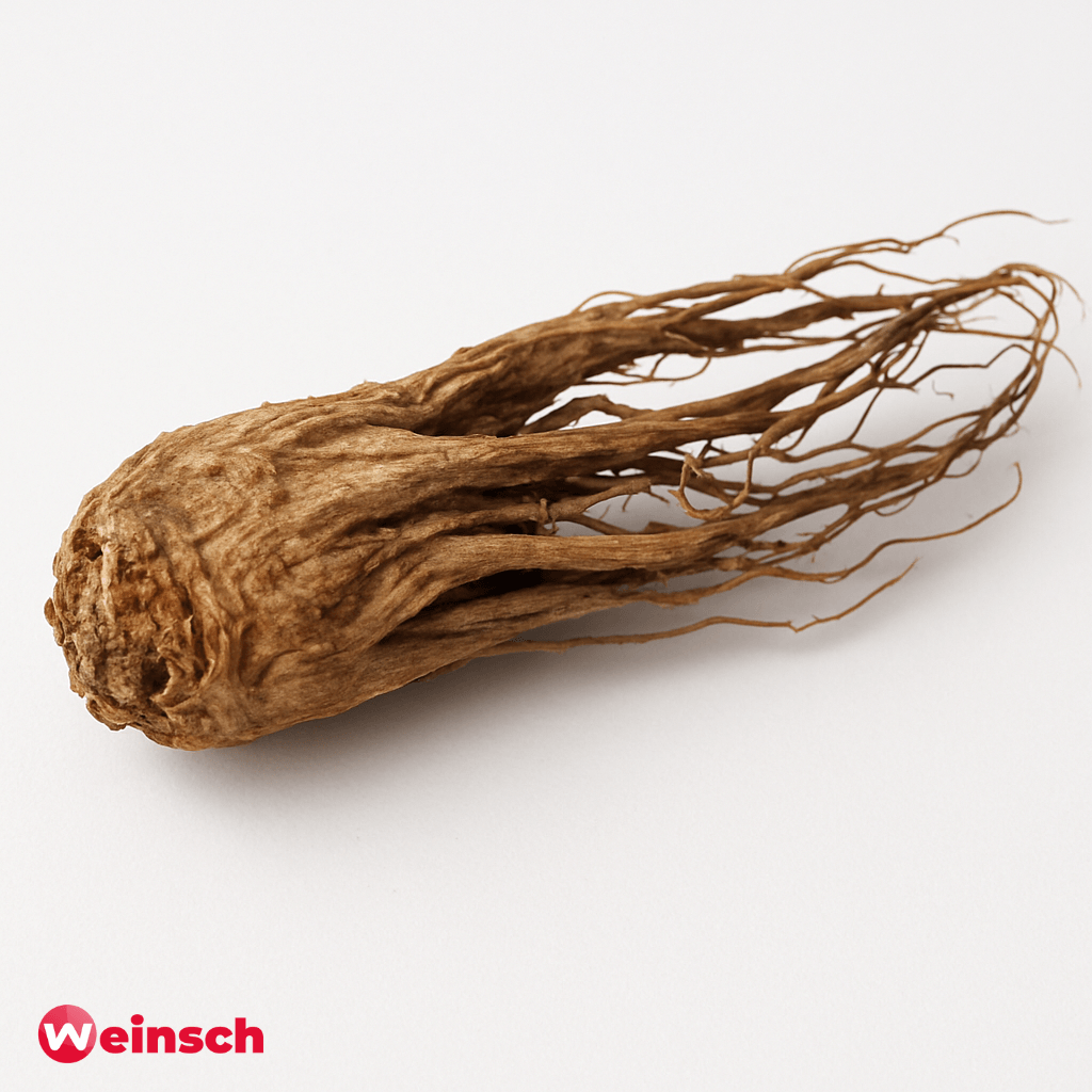 Dang Gui Wei – Tail of Chinese Angelica Root – Extremitas Radicis Angelicae Sinensis