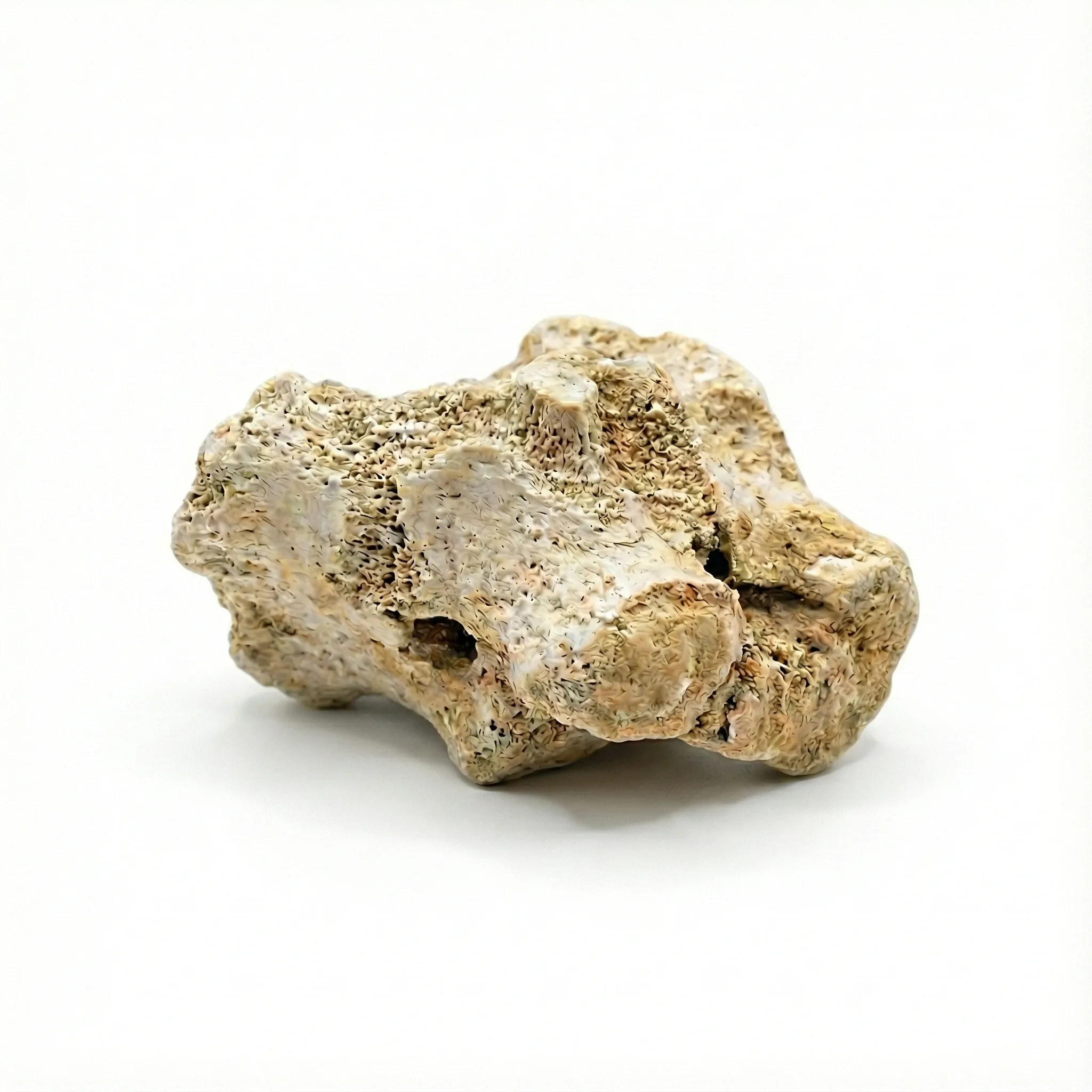 Dragon Bone (Long Gu)