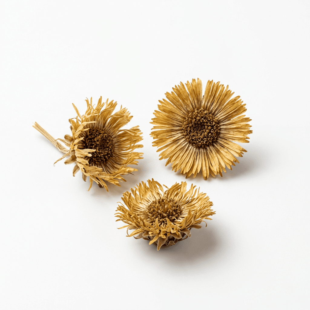 Coltsfoot Flower (Kuan Dong Hua)