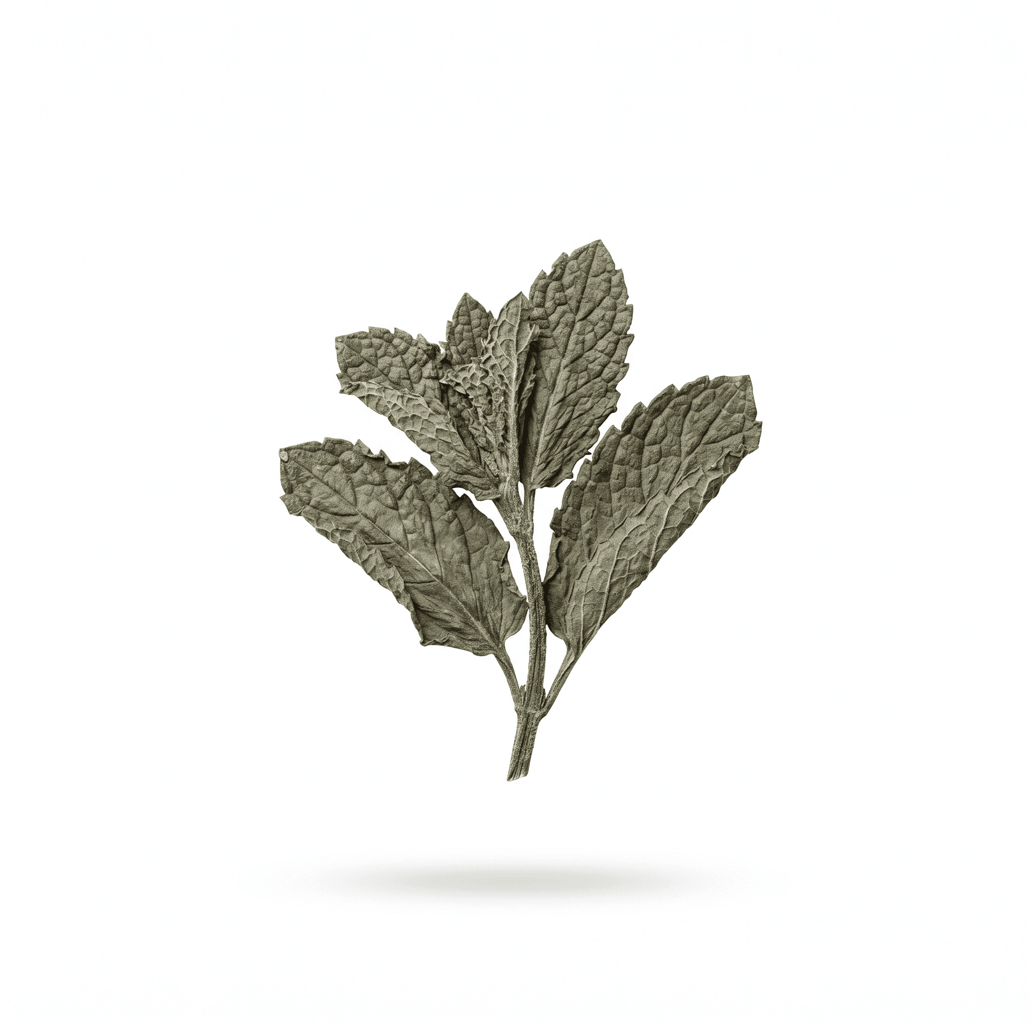 Chinese Mint Aboveground Parts (Bo He)