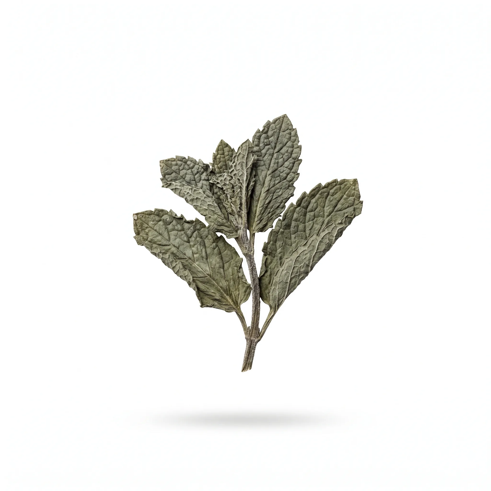 Chinese Mint Aboveground Parts (Bo He)