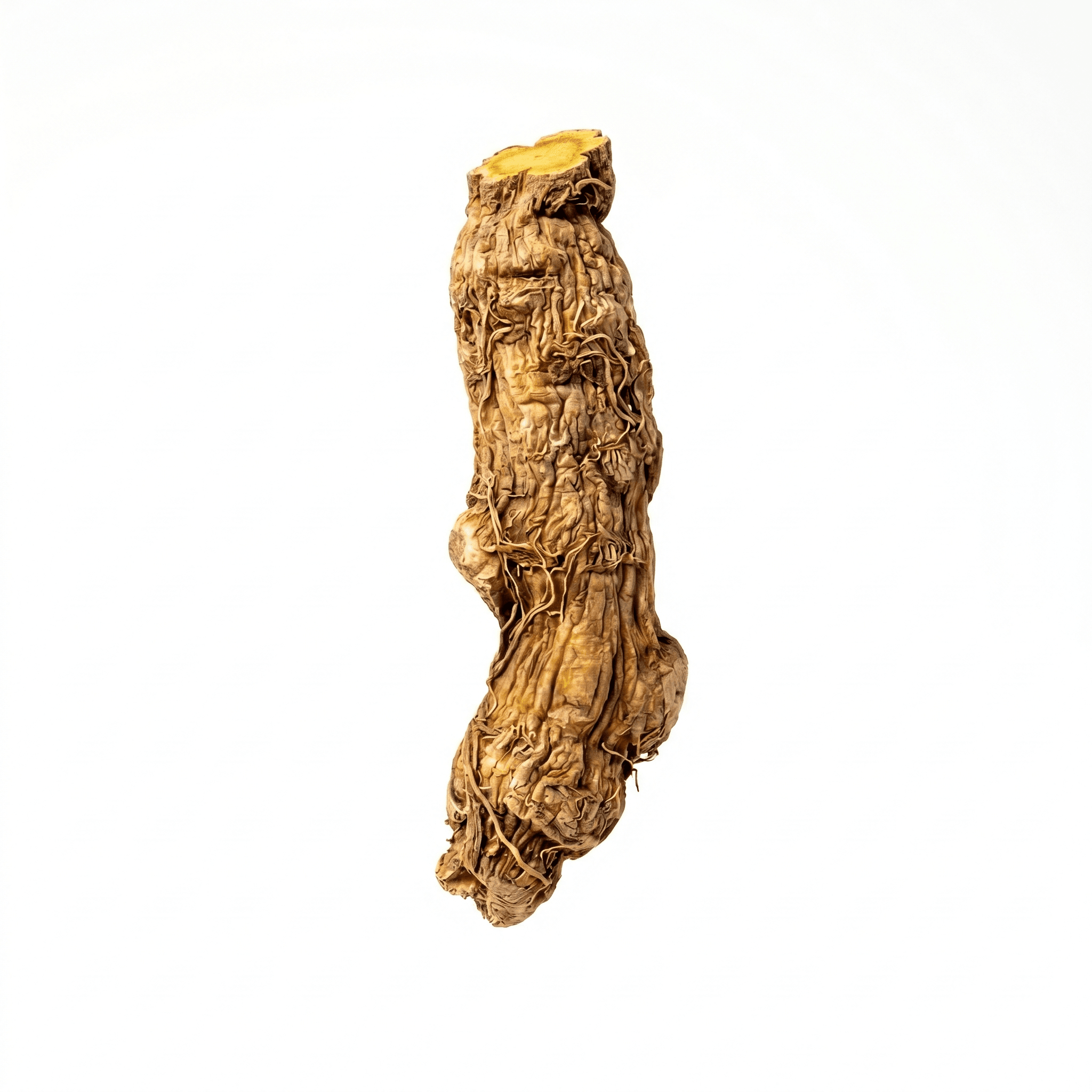 Chinese Skullcap Root (Huang Qin)