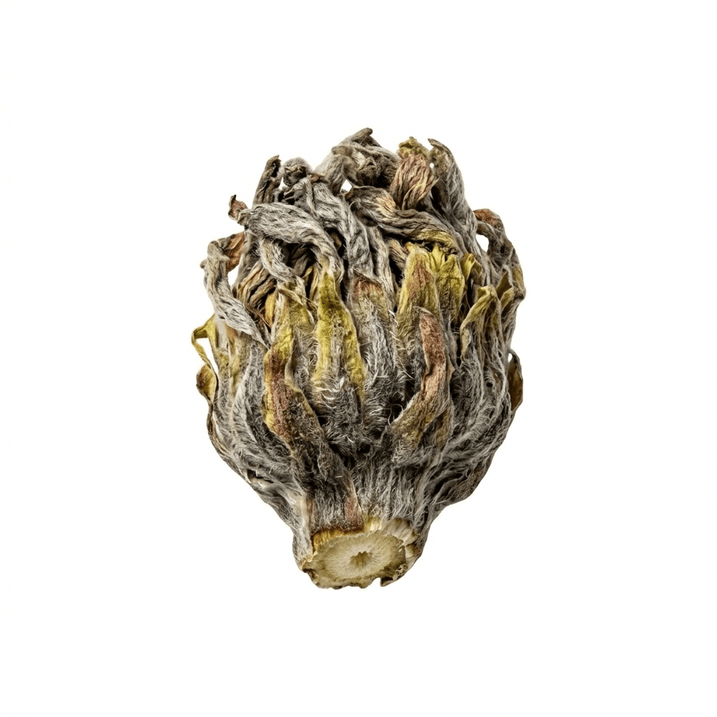 Coltsfoot Flower (Kuan Dong Hua)