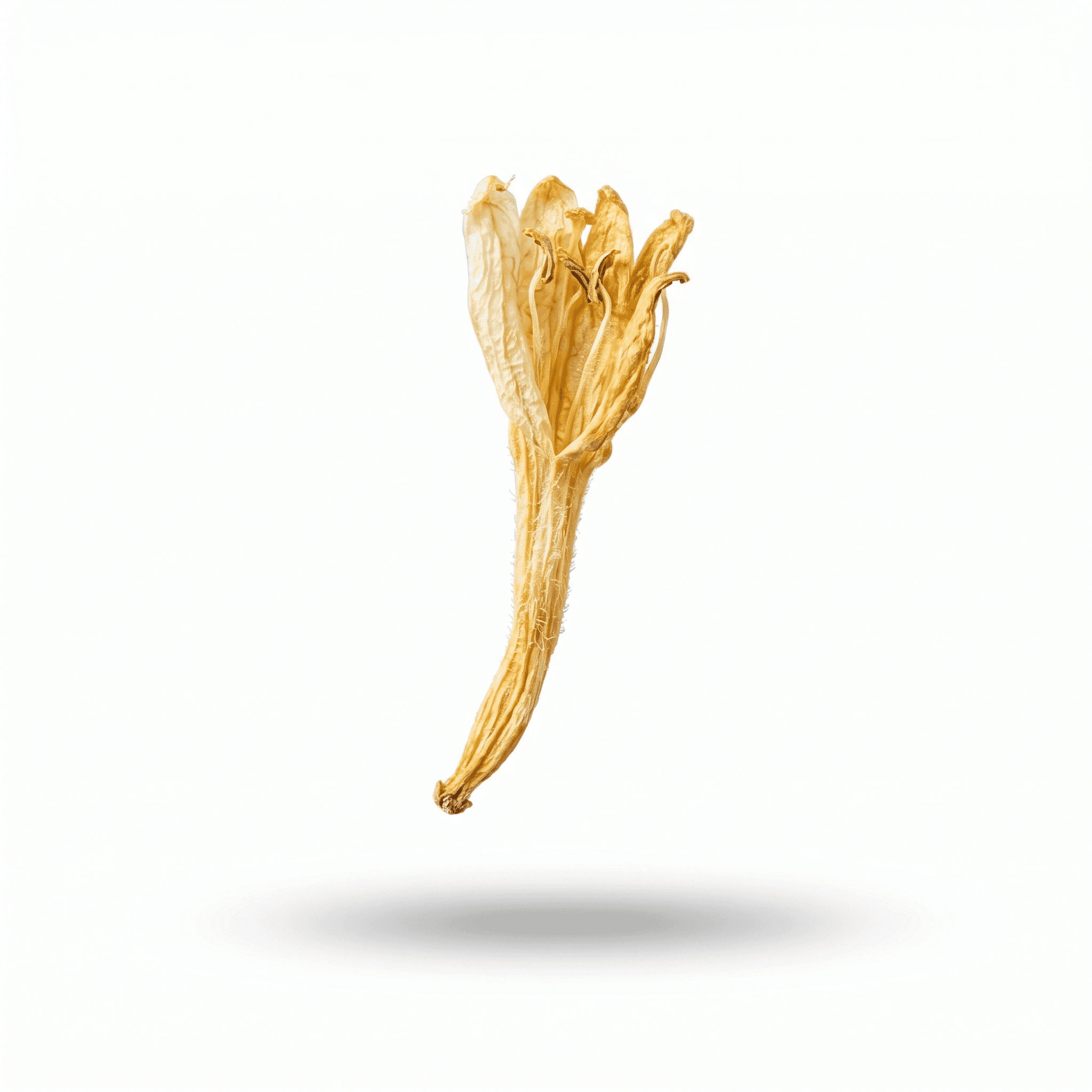 Honeysuckle Flower (Jin Yin Hua)
