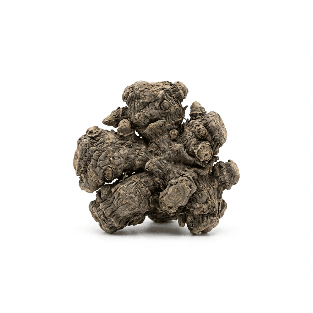 Lance-leaved Atractylodes Rhizome (Cang Zhu)