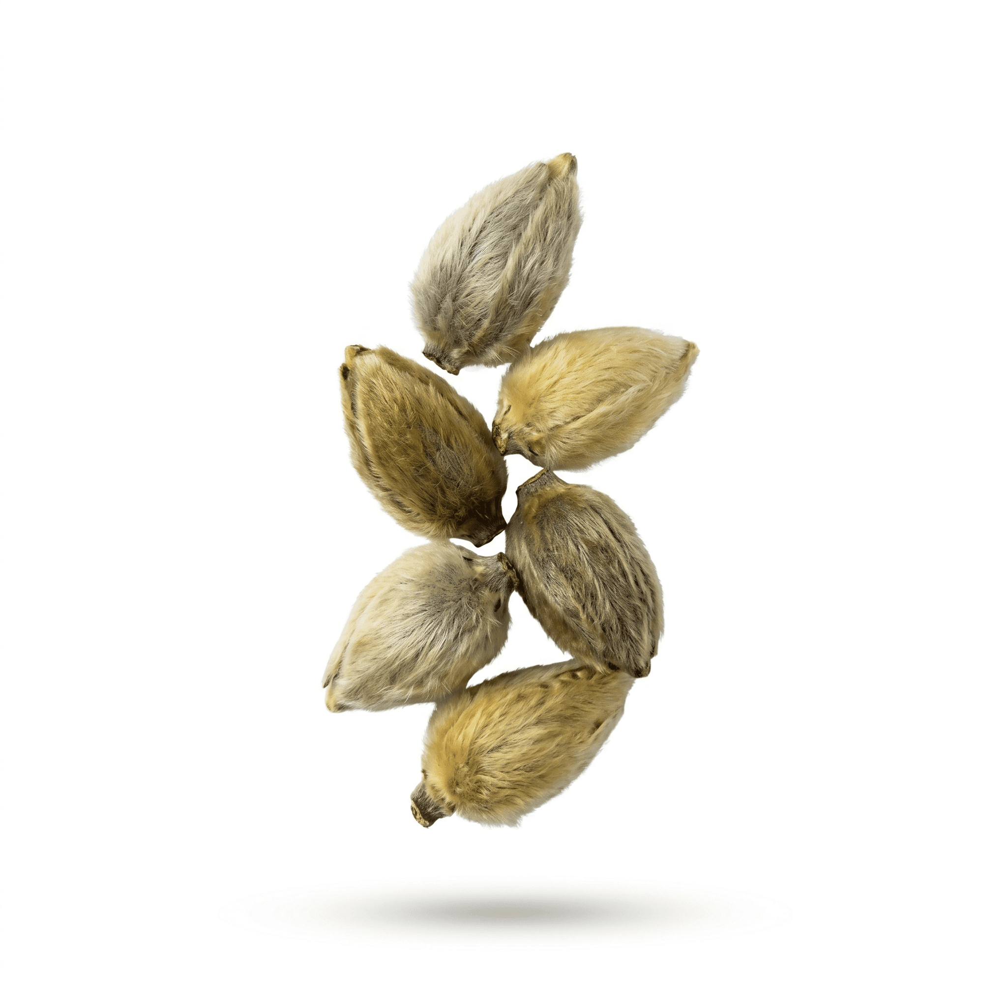Magnolia Flower (Xin Yi (Hua))