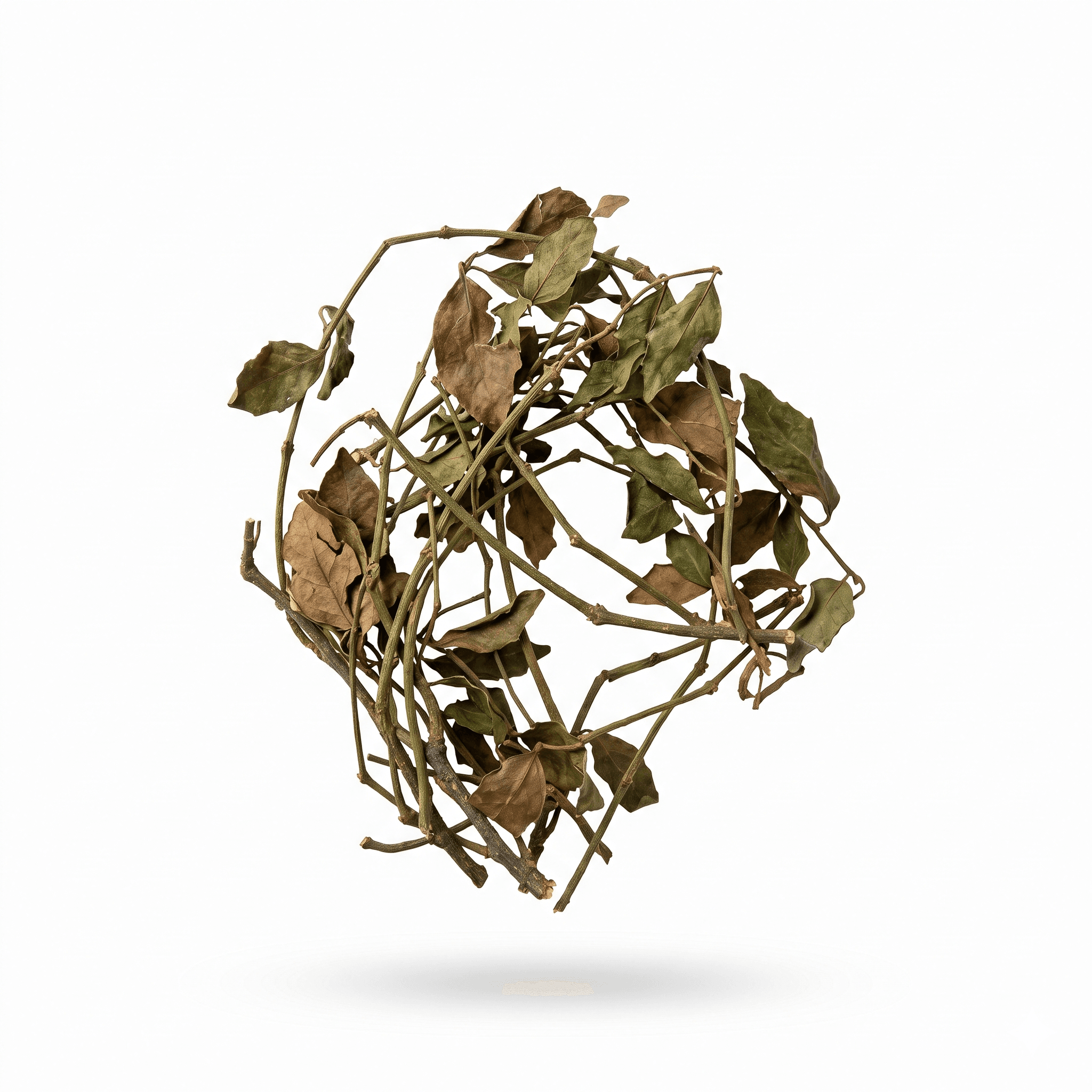 Mulberry Mistletoe (Sang Ji Sheng)