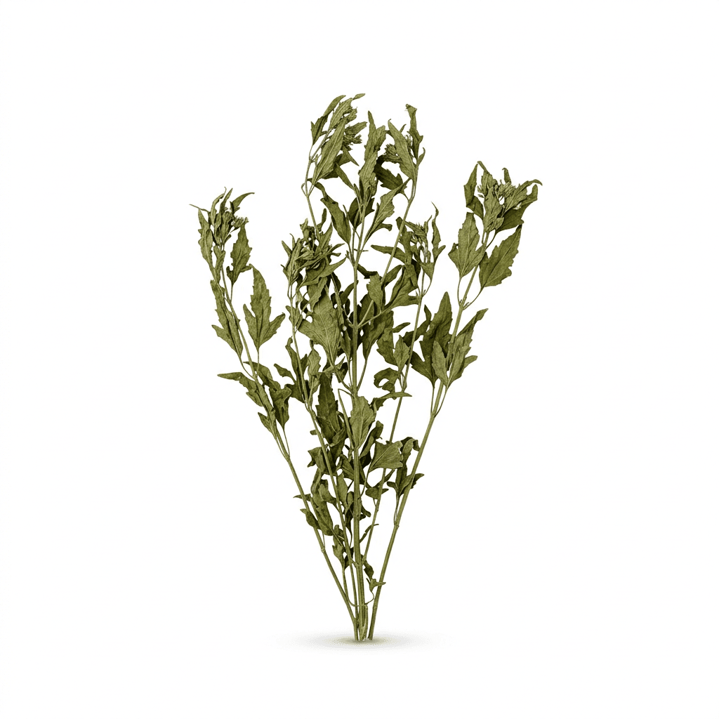Orchid Grass Herb (Pei Lan)