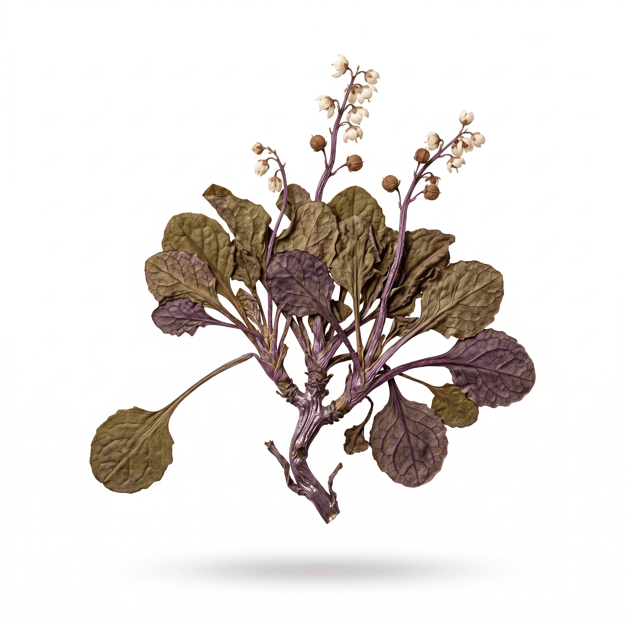 Pyrola Herb (Lu Ti Cao/Lu Xian Cao)