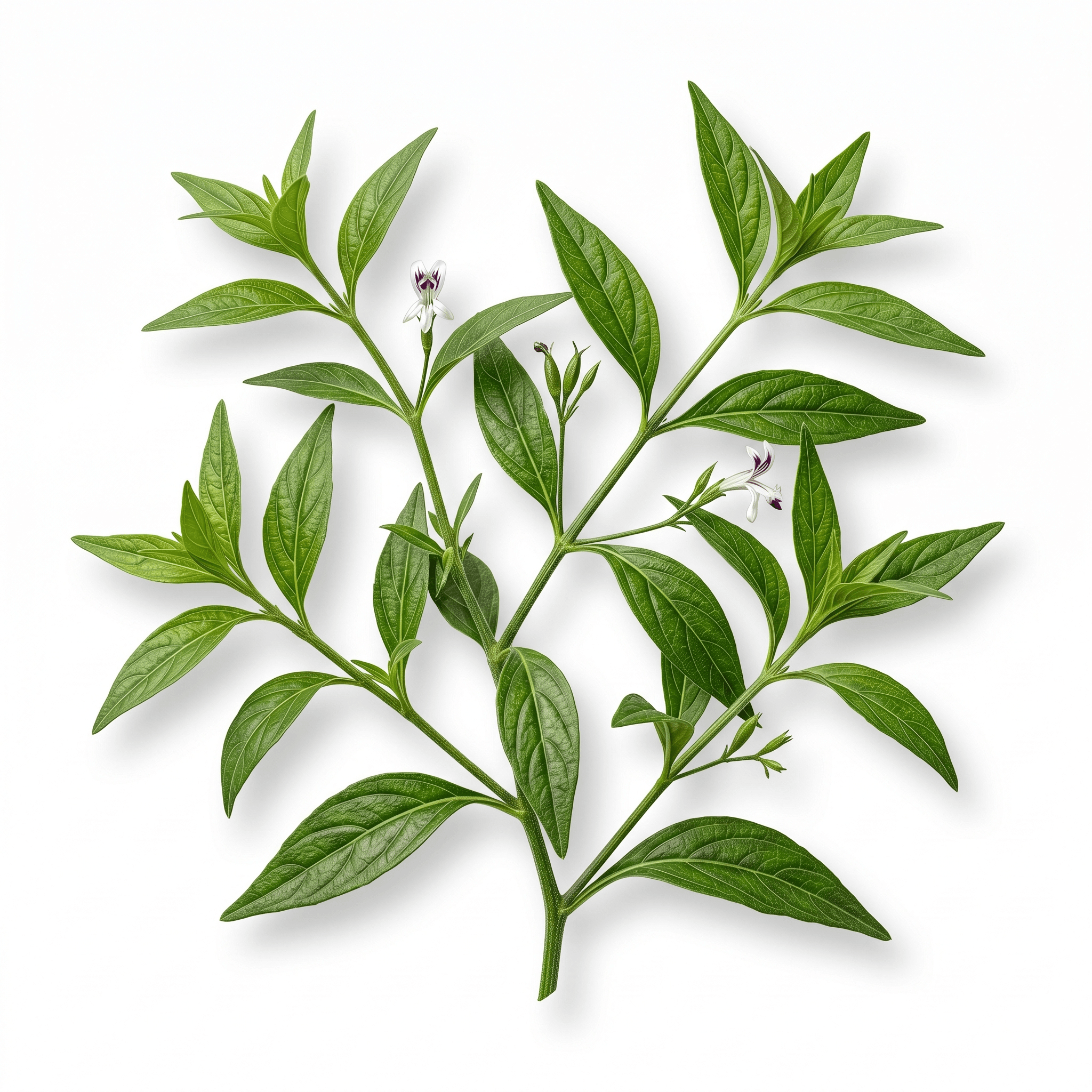 Andrographis (Chuan Xin Lian)
