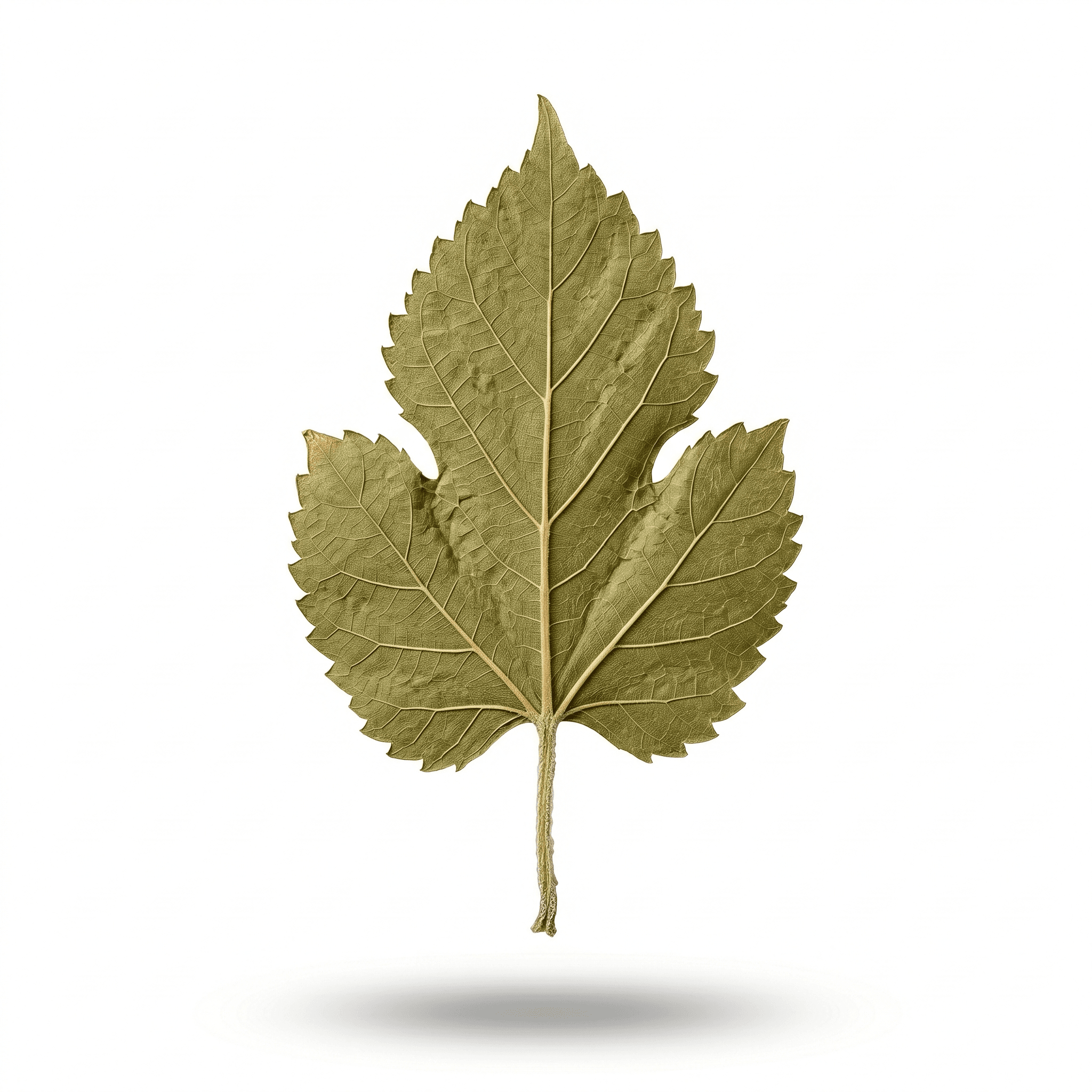 White Mulberry Leaf (Sang Ye)