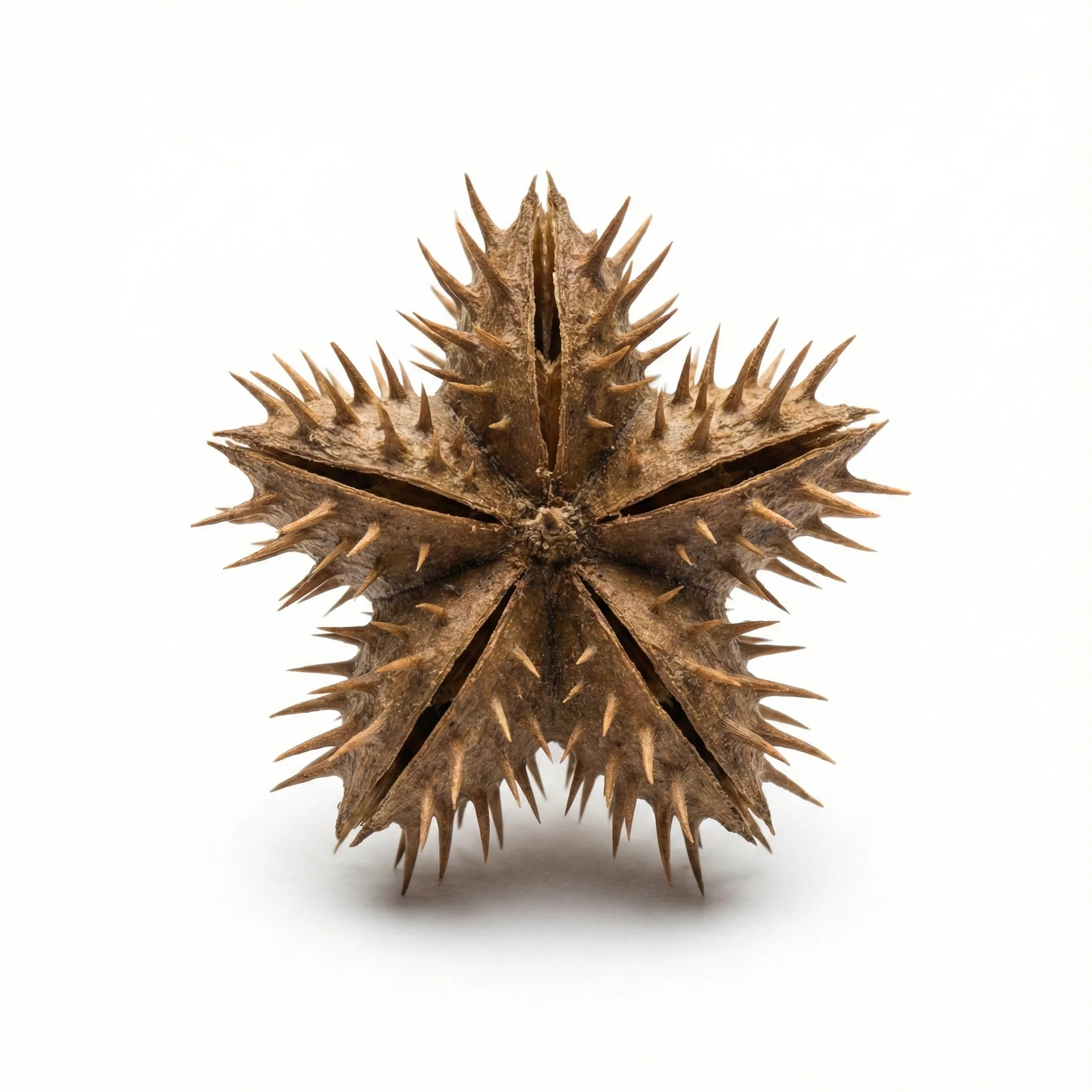 Caltrop Fruit (Bai Ji Li)