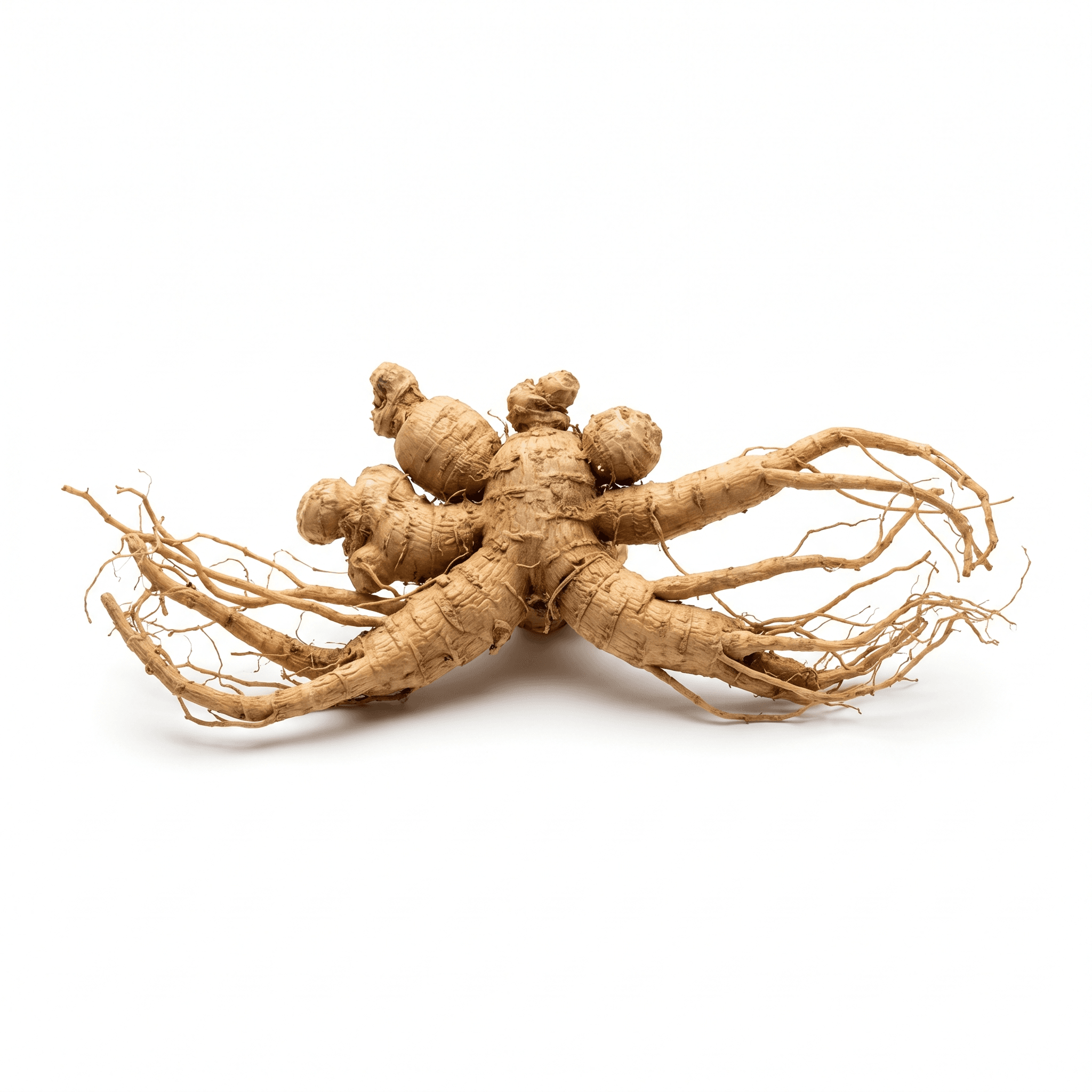 Asian Ginseng Root (Ren Shen)