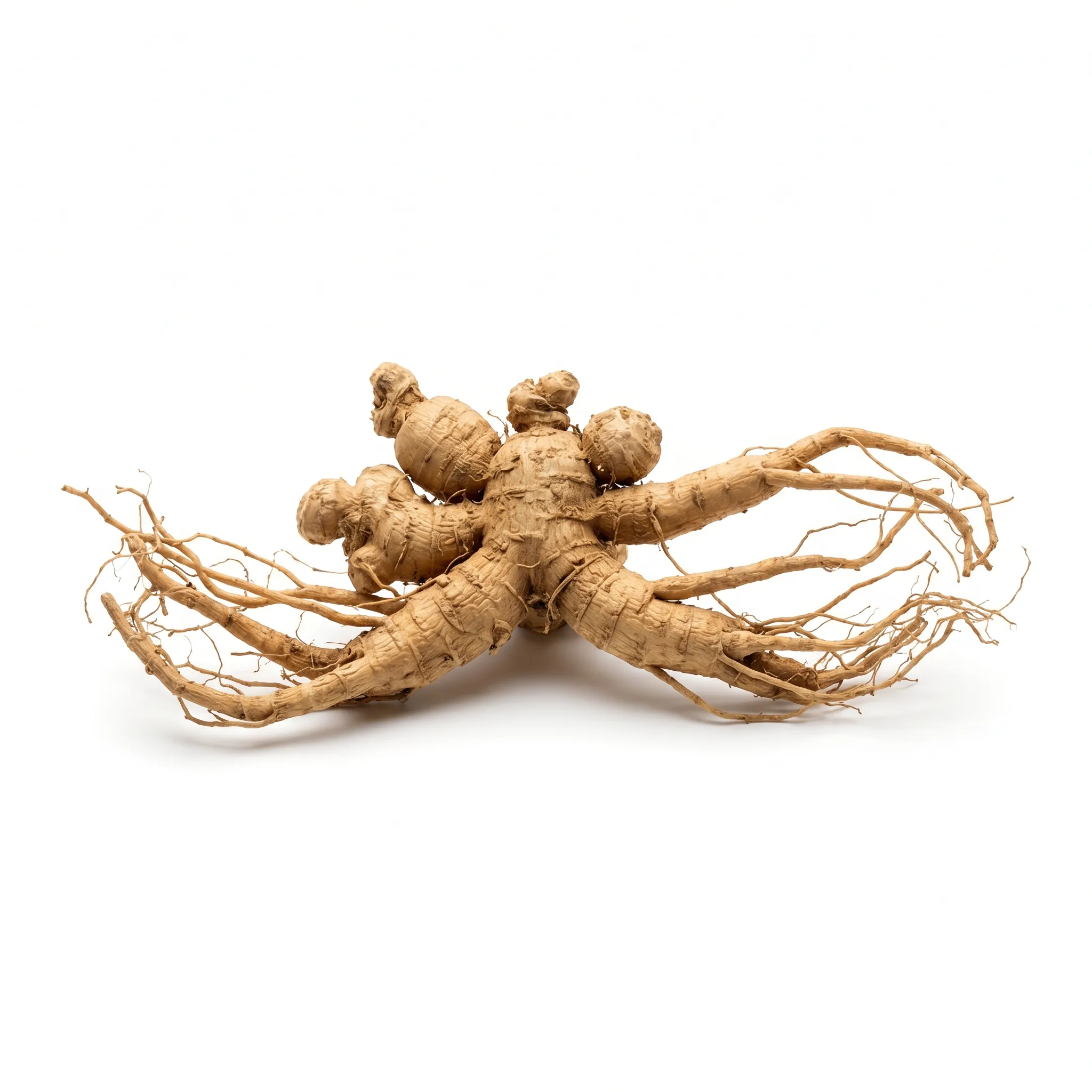 Asian Ginseng Root (Ren Shen)