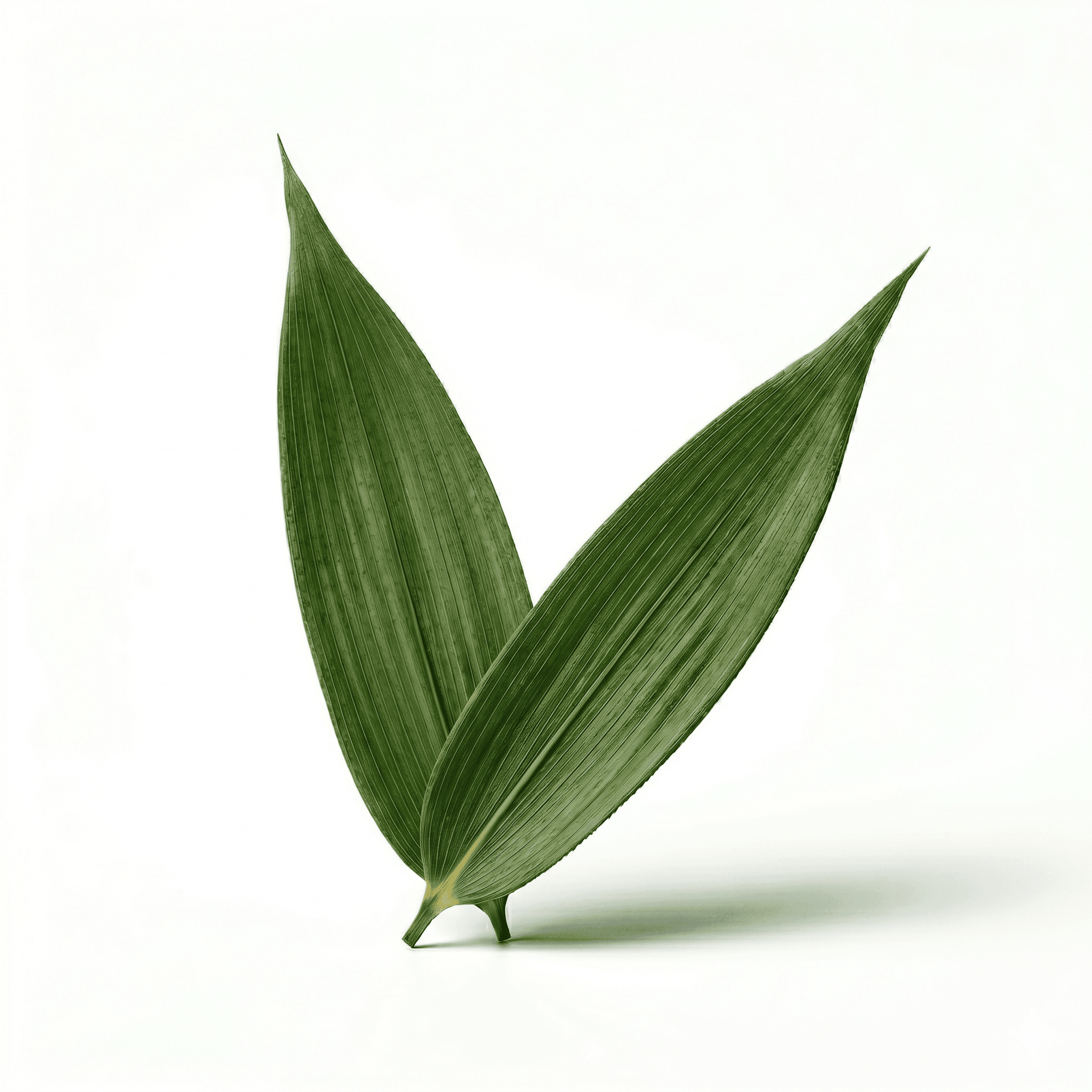 Bamboo Leaves (Dan Zhu Ye)