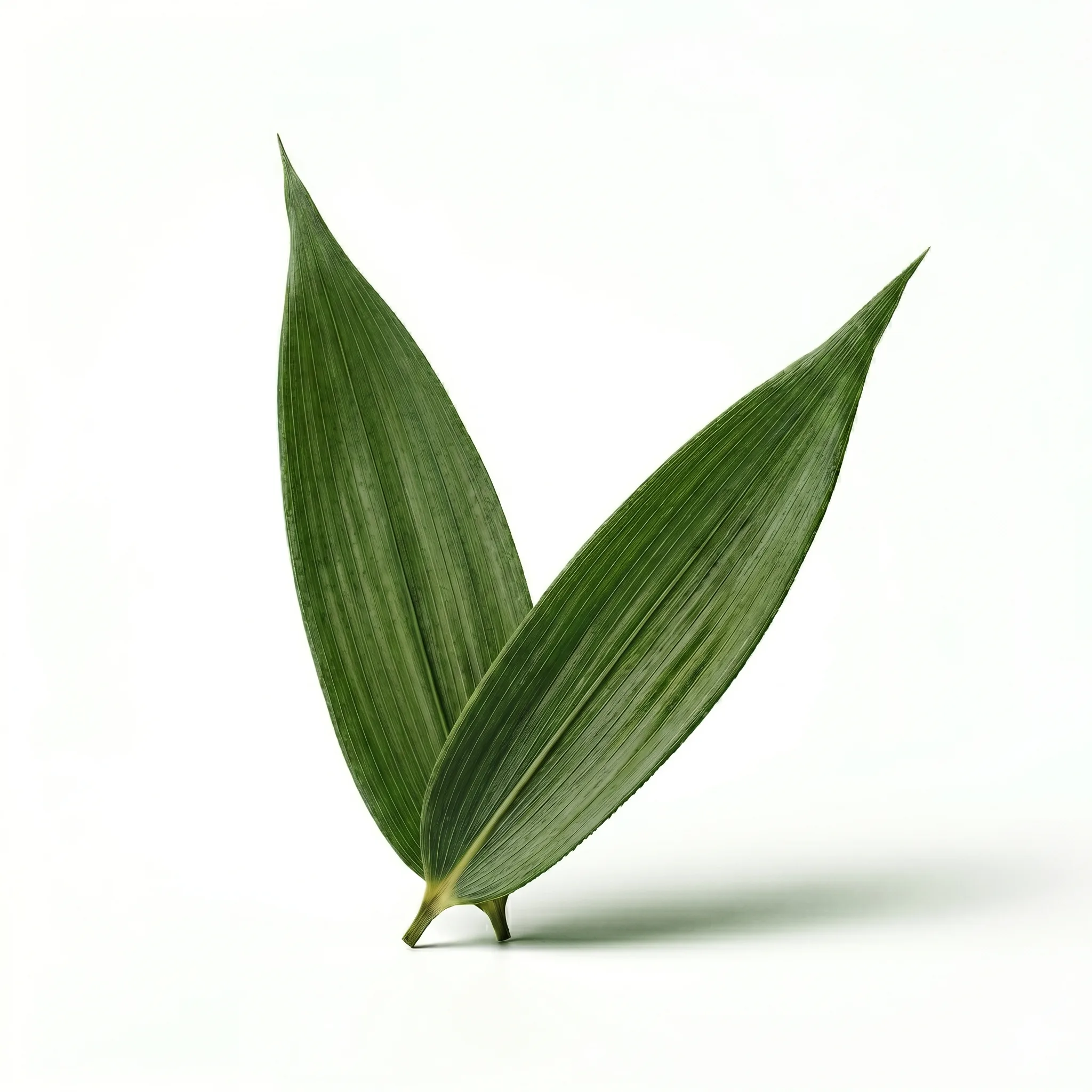 Bamboo Leaves (Dan Zhu Ye)