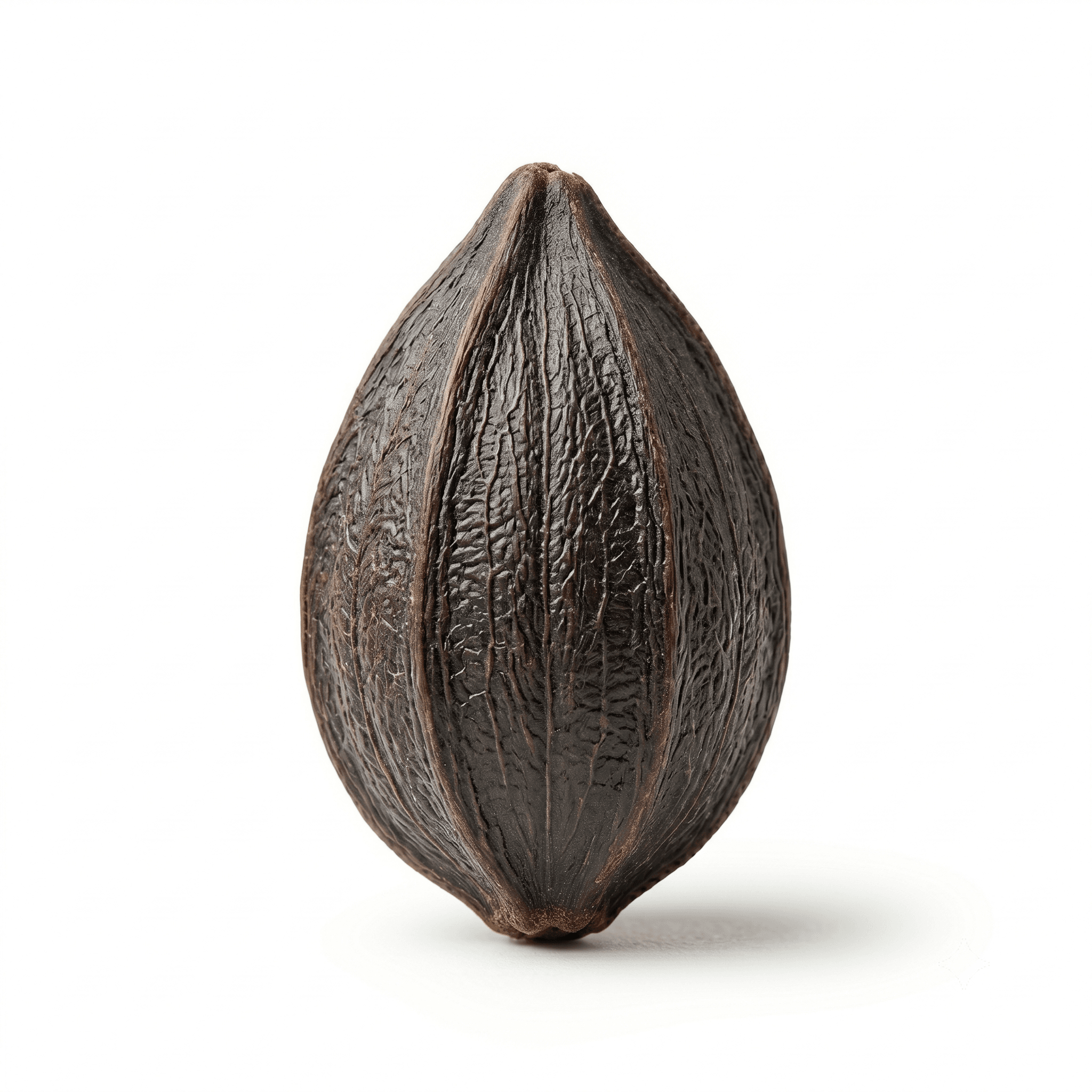 Biota Seed (Bai Zi Ren)