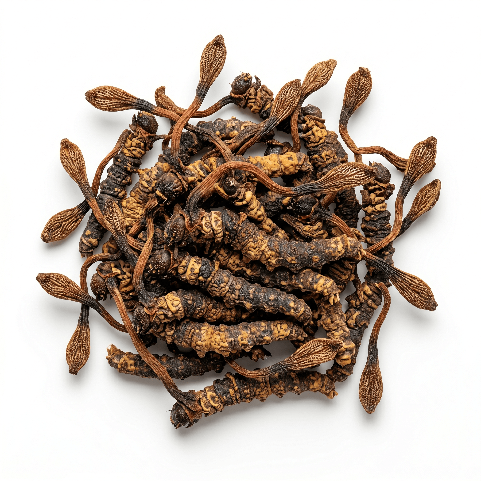 Cordyceps (Ophiocordyceps sinensis) (Dōngchóngxiàcǎo)