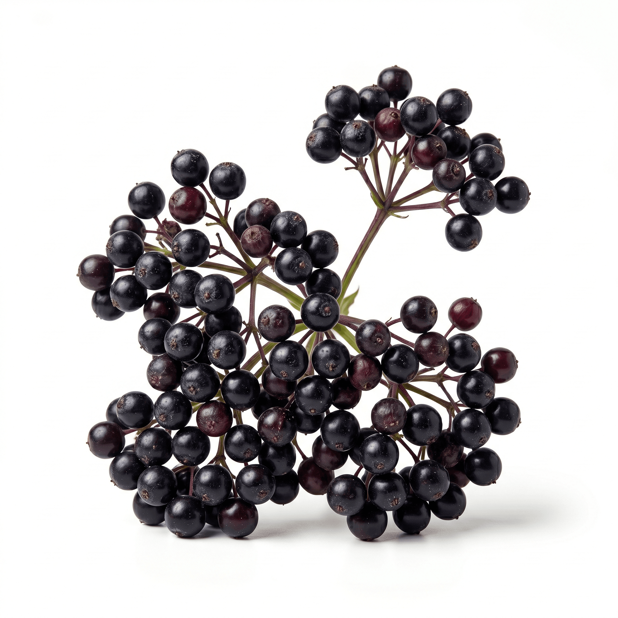 Elderberry (Jiē gǔ mù méi)