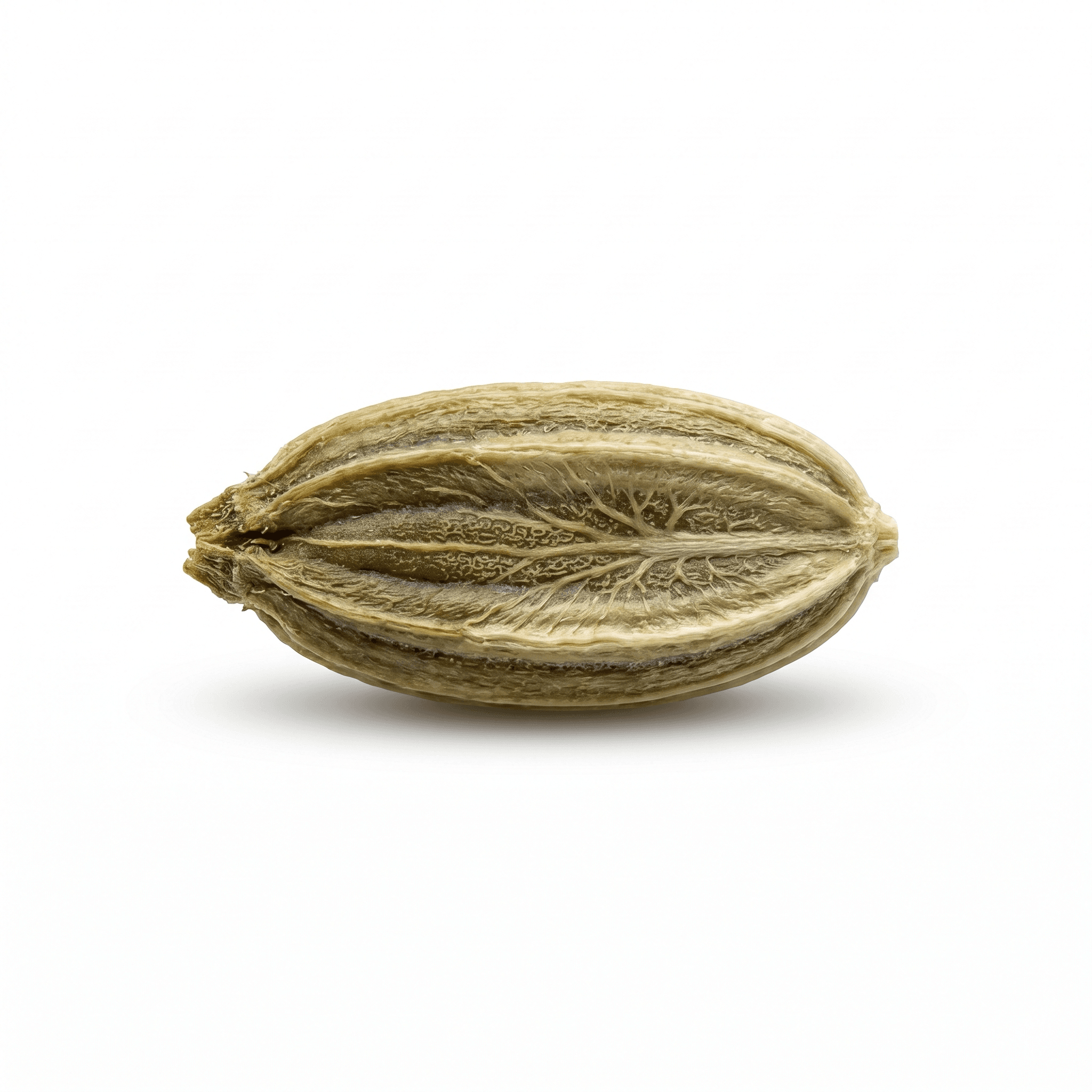 Fennel Seed (Huí xiāng zǐ)
