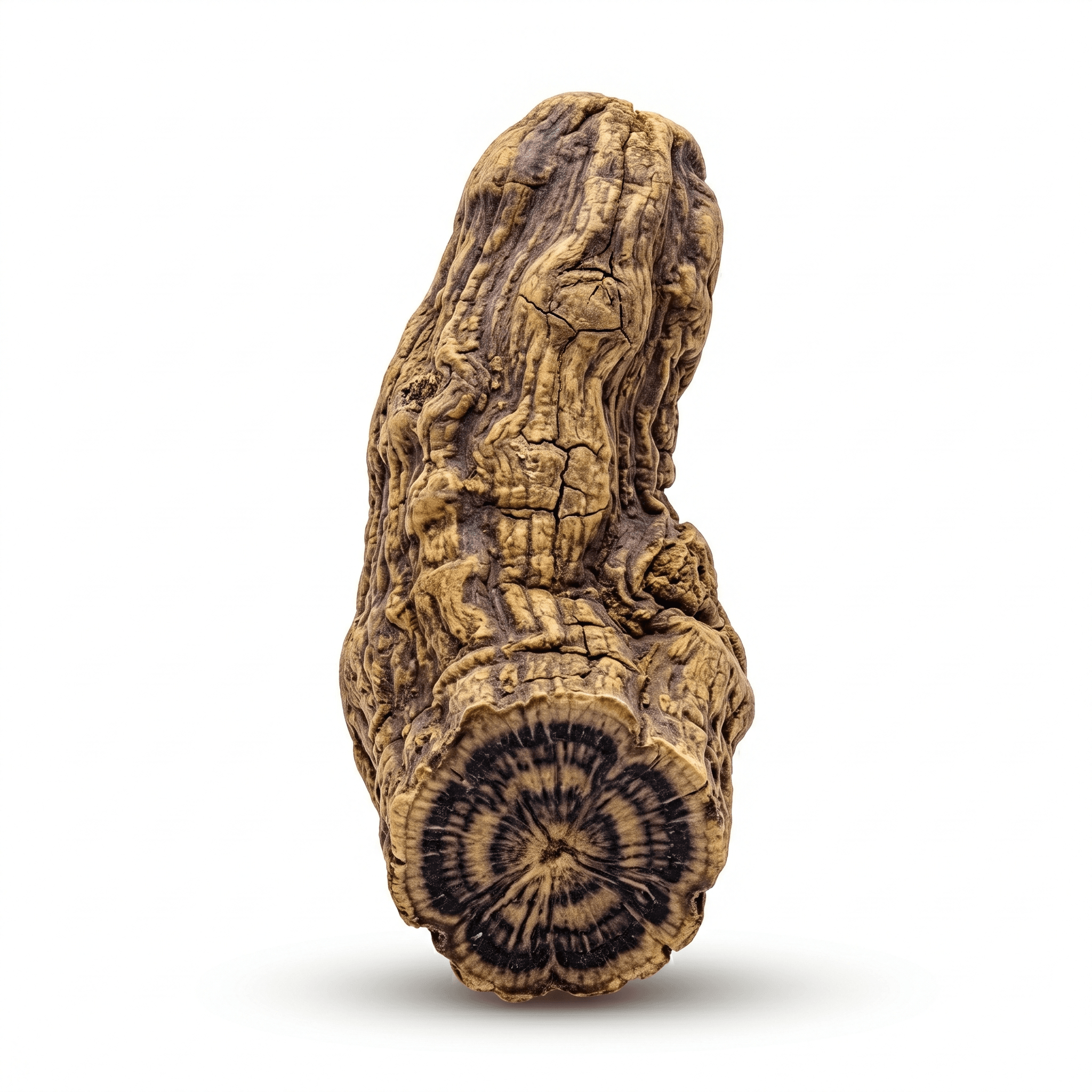 Figwort Root (Xuan Shen)