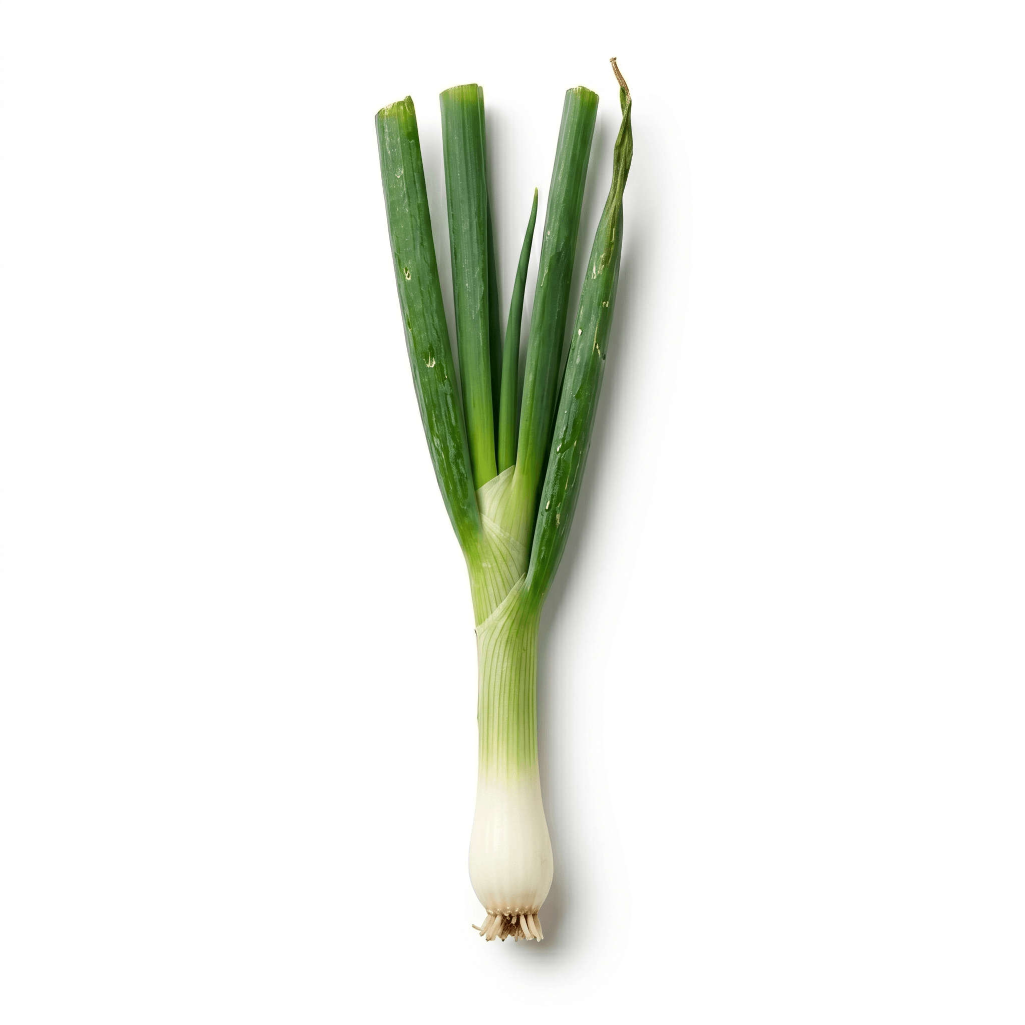 Green Onion (Cong Bai)