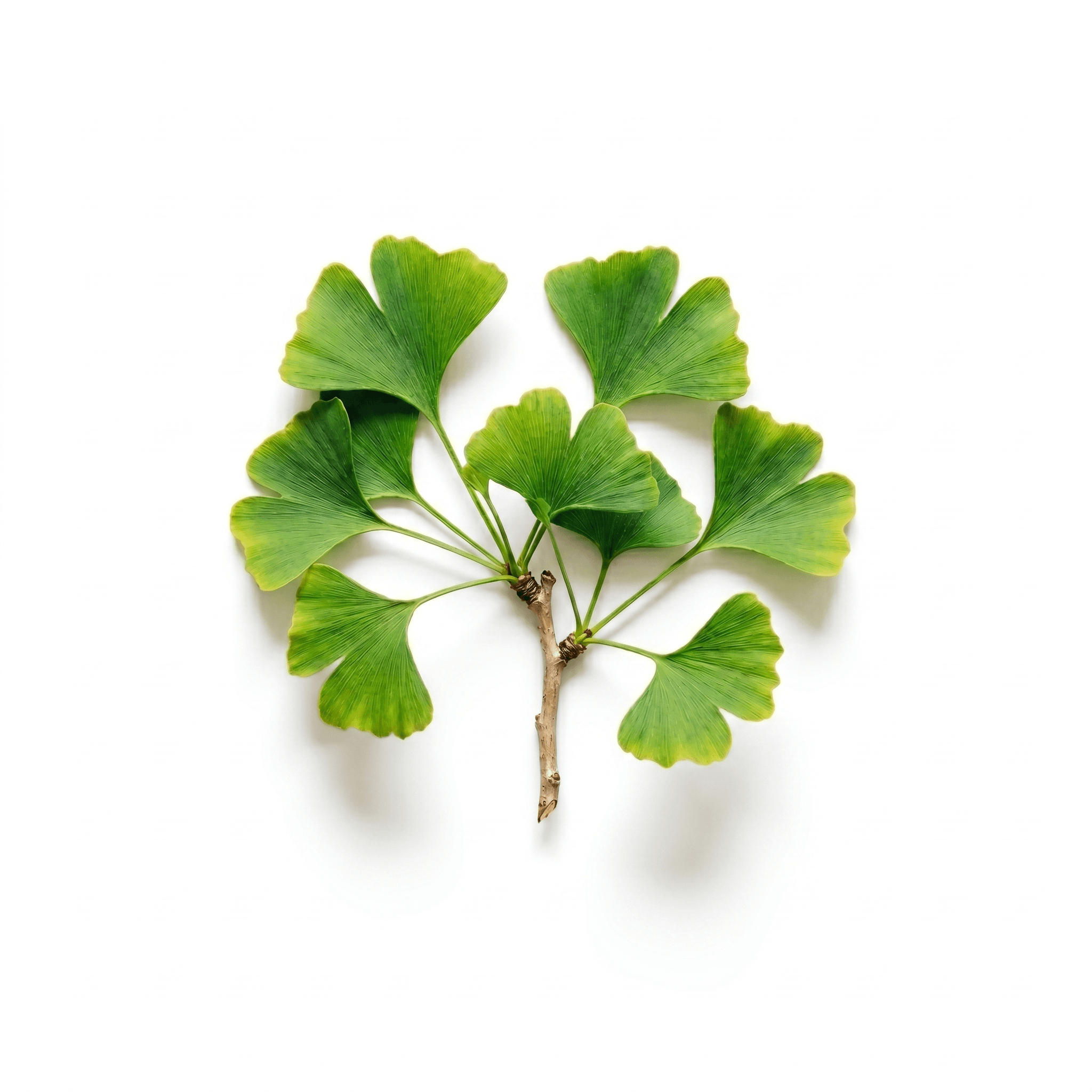 Ginkgo Biloba Extract (Yín xìng yè)
