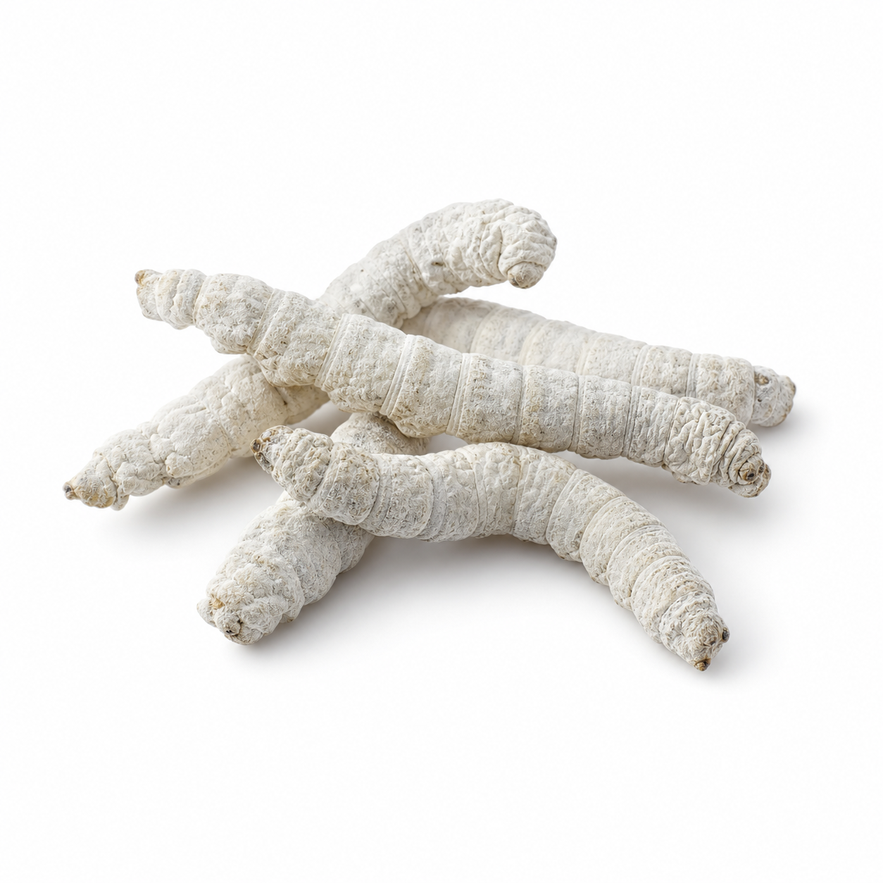 Stiff Silkworm (Jiang Can)