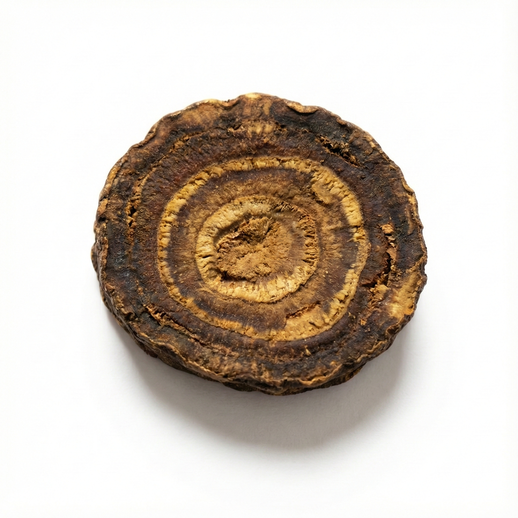 Zedoray Rhizome (E Zhu)